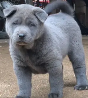 狗